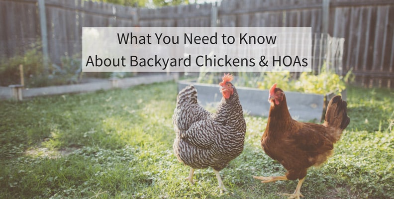Colorado Real Estate Lawyer Joe Stengel PC Backyard Chickens HOA Q&A FAQ